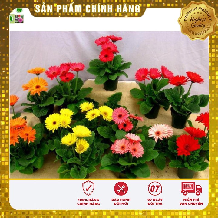 Hạt giống hoa Đồng Tiền Kép 10 Hạt [Bán Sỉ]