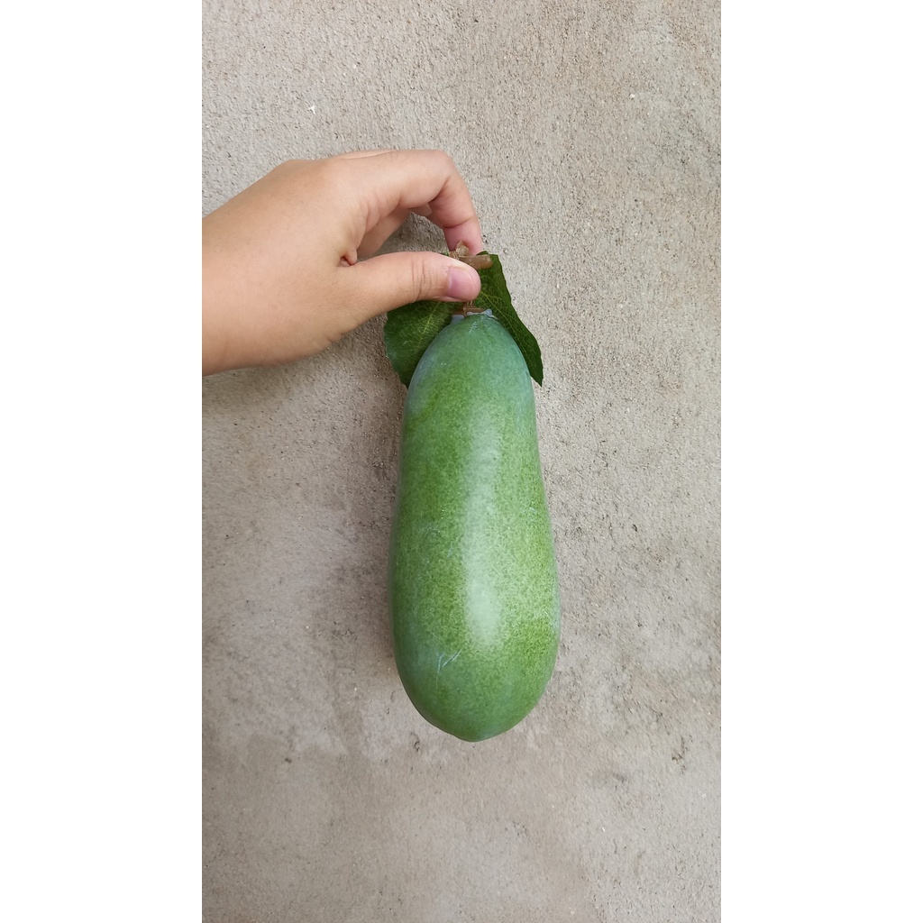 1 Trái bí đao giả 16cm - Trái cây giả - Hương Flower