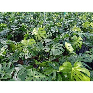 Trầu bà xẻ Monstera