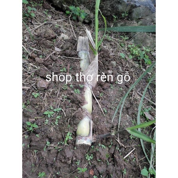 Cây giống mía tây xanh, cò cát beon, 3 đoạn 40cm để giâm trồng, giống hiếm