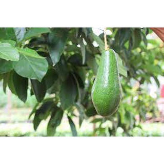 Cây giống bơ tứ quý bơ tứ quý