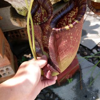 Cây nắp ấm N. viking x rafflesiana