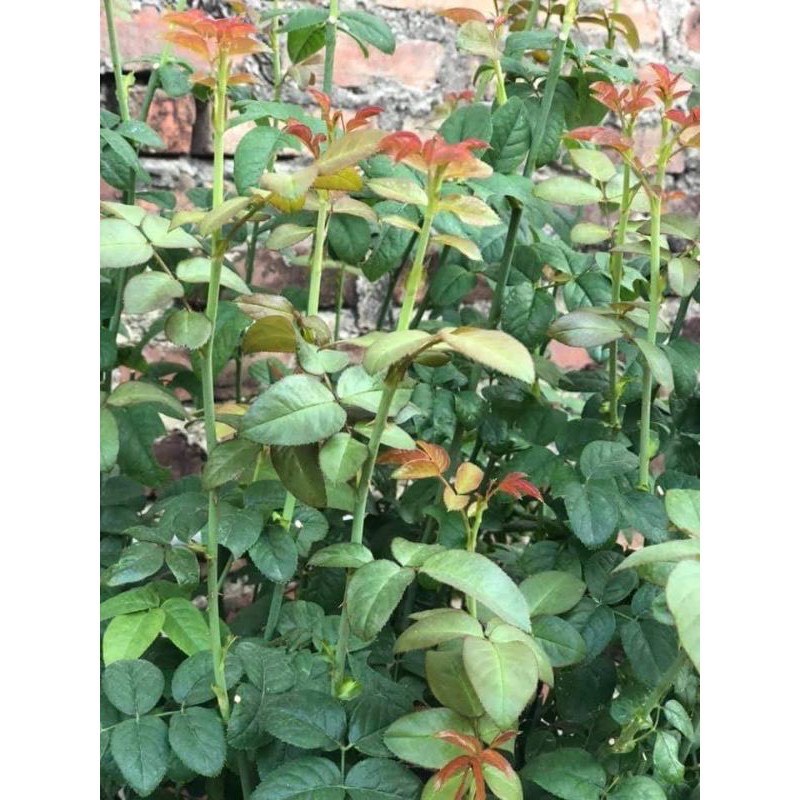 Phân bón ánh dầu đậu phộng đã xử lý nguyên chất 100% kg, chuyên dùng cho hoa cây cảnh rau màu