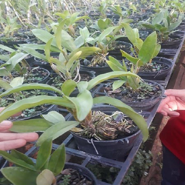 Hoa lan kiều môi tua+ 700g phân thỏ hữu cơ