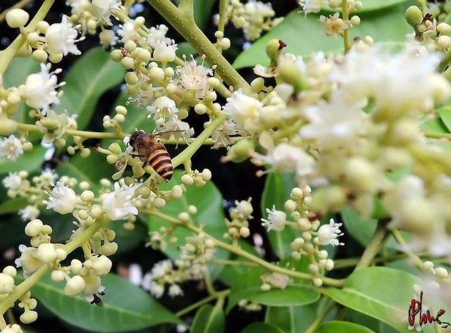 Mật ong hoa nhãn Bến Tre