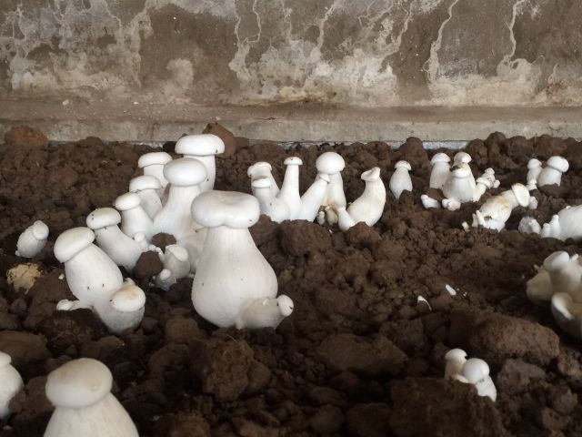 Phôi nấm đùi gà | BigBuy360 - bigbuy360.vn