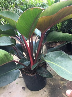 Cây trầu bà đế vương