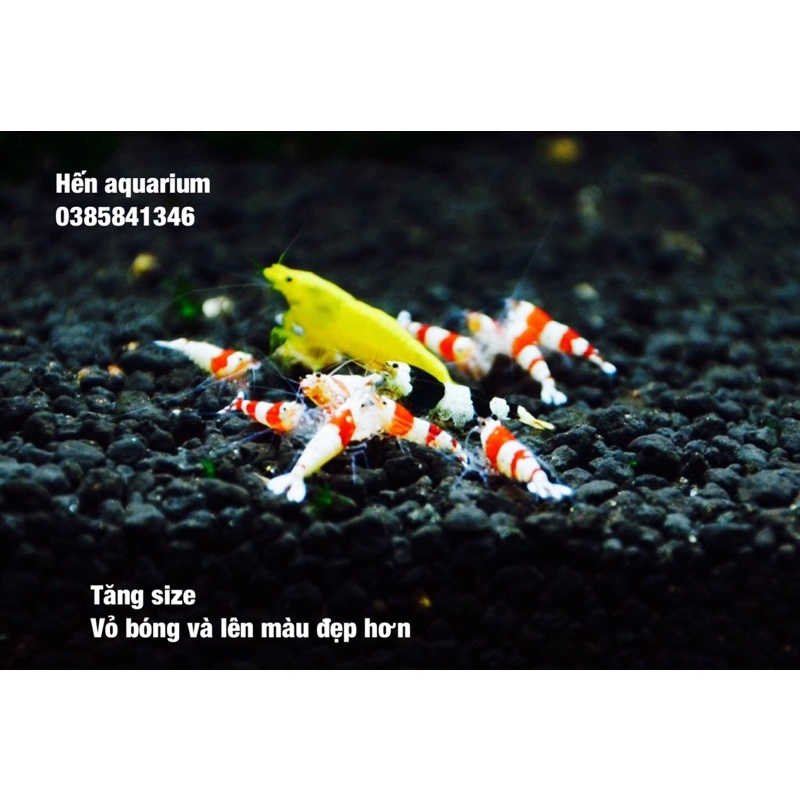 Thức ăn tép siêu bu Ken aqua  - kích màu và tăng size cho tép hiệu quả