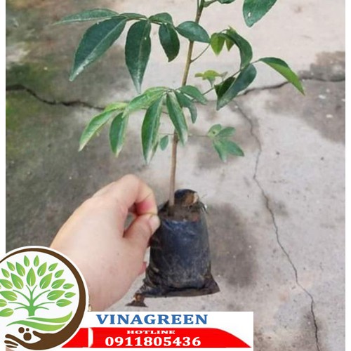 cây móc mật