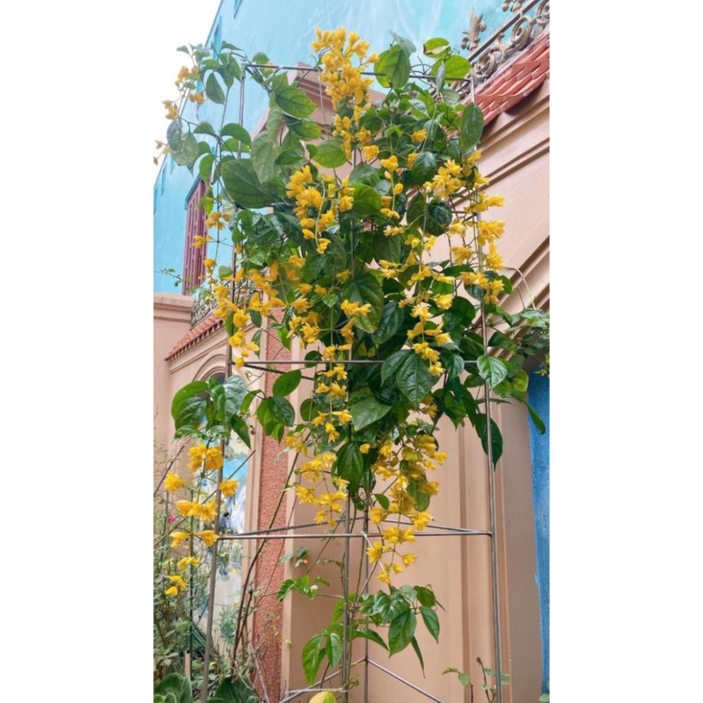 10 Hạt Hoa lan hoàng dương – Loài hoa dây leo với sắc màu rực rỡ