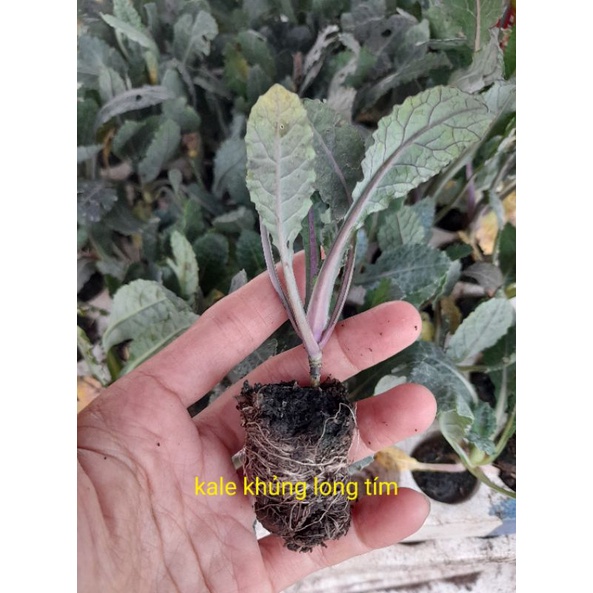 Cây giống cải  kale xoăn xanh, cải kale xoăn tím, kale khủng long xanh, kale red rusian