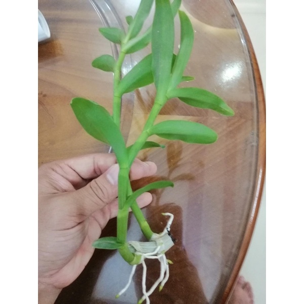 Lan giả hạc  Ám mắt trâu lưng xanh phú thọ hàng rừng