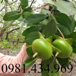 Bần chua giống 50cm