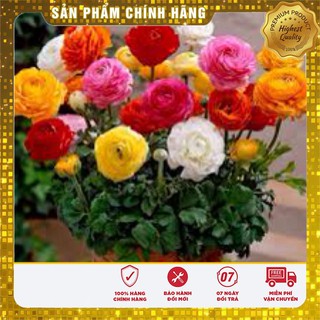 HGH Mao lương( Hồng ri ba tư)