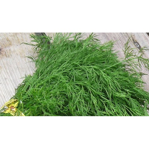 HẠT GIỐNG THÌ LÀ 5 GAM - THUẬN ĐIỀN