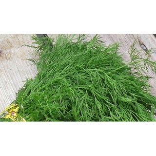Hạt giống thì là 5 gam - thuận điền