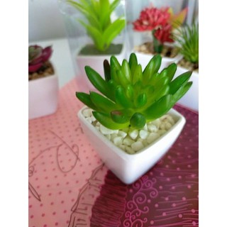Cây mini để bàn(cây giả?
