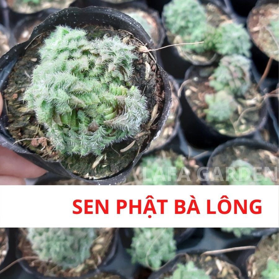Cây sen đá phật bà lông giống mới LAFA GARDEN, lá có lớp lông phủ màu trắng