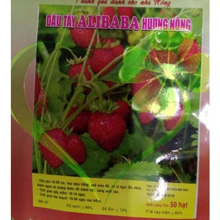 HẠT DÂU TÂY ALIBABA - GÓI 50 HẠTMS111