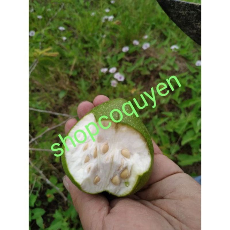 Trái bình bát xanh 1 ký trái non