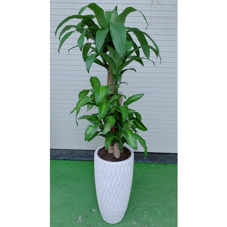 Chậu Cây Thiết Mộc Lan