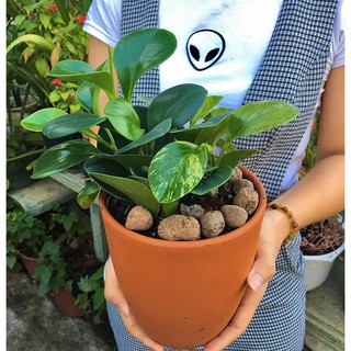 Cây trường sinh - Chậu đất nung (Cây văn phòng)