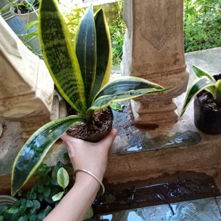 Cây lưỡi mèo vàng