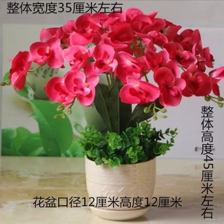 Hoa Lan Giả 3.18 Trang Trí