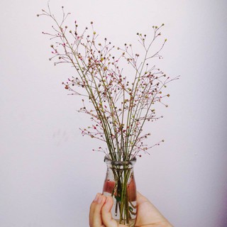 Hạt giống sâm đất/thổ nhân sâm tự thu hoạch