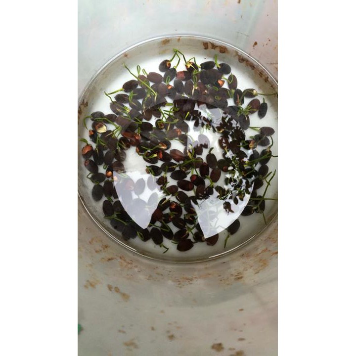 10 HẠT GIỐNG SEN BÁCH DIỆP