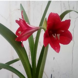 CỦ HOA LAN HUỆ ĐỎ NHUNG NGẬM NỤ
