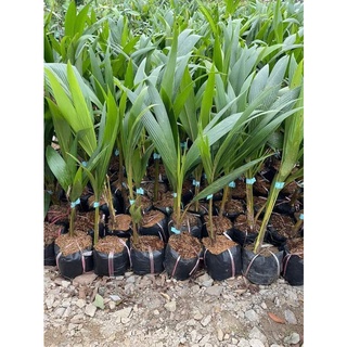 Dừa xiêm lùn ( CHUẨN GIỐNG F1 SIÊU SỚM)