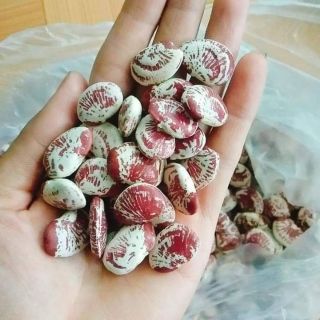 Đậu ngự Huế(5 lạng)