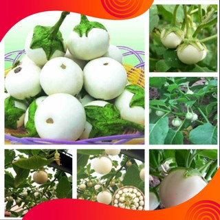 Hạt Giống Cà Pháo Trắng - 1 gói 0,5gram - STHG2