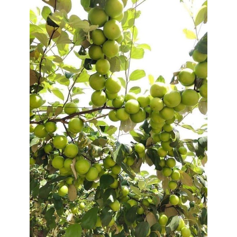 cây giống táo thái ròn