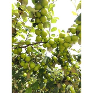 cây giống táo thái ròn