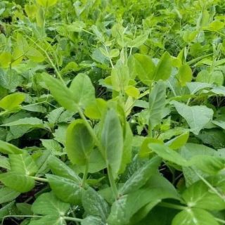 Đậu hà lan ăn lá gói 40 hạt