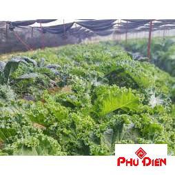 Gói 150 hạt giống cải xoăn kale lên 98%  PHÚ ĐIỀN