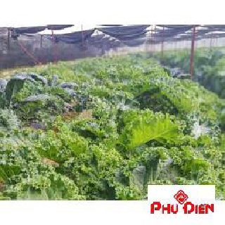 Gói 150 hạt giống cải xoăn kale lên 98%  PHÚ ĐIỀN