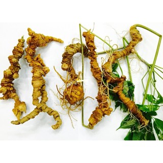 cây giống sâm ngọc linh