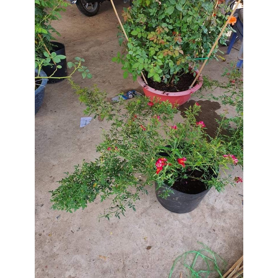 Hồng Bụi Ngoại Kazahanabi