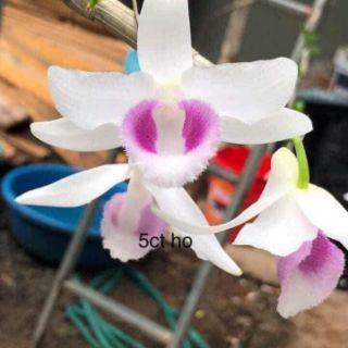 Combo 10 loại phi điệp đột biến gieo hạt