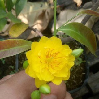 Cây mai cúc thọ hương