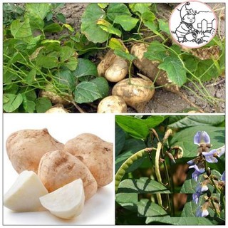 HẠT CỦ SẮN, CỦ ĐẬU - GÓI 10 GRAM