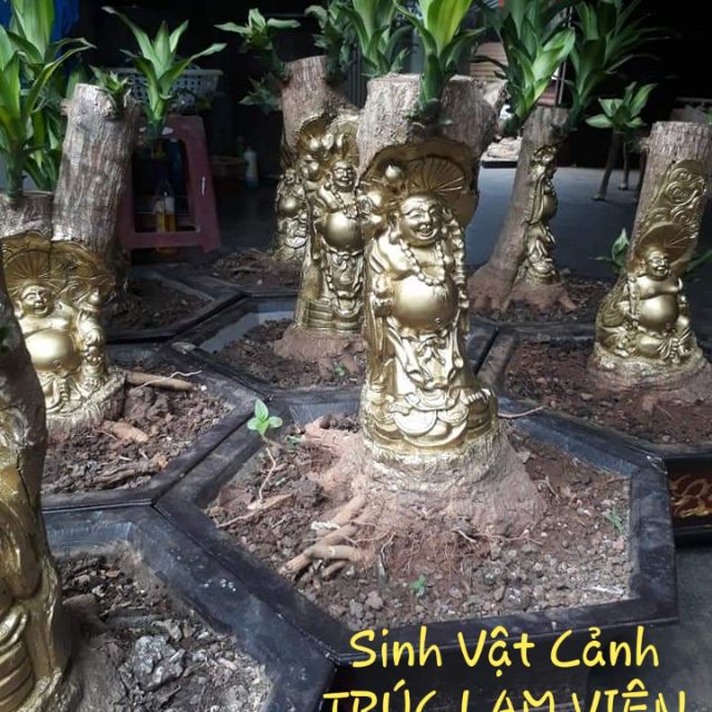 Cây phát tài (Thiết Mộc Lan- Phất Dụ Thơm)