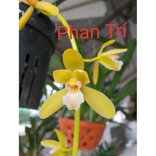 Kiếm giống các loại