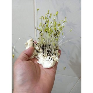 combo 1 lạng hoa sao nháy