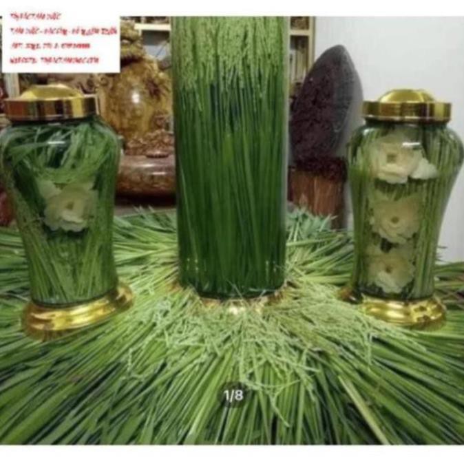 1kg Đòng đòng lúa nếp ngâm rượu