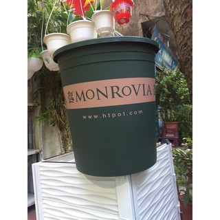 combo 7 chậu monrovial 7gl to nhất siêu đẹp