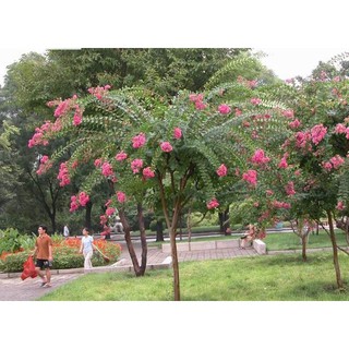 Cây Tường Vi - Cây cảnh sân vườn